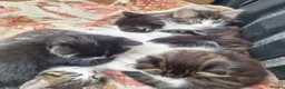 Mixed Breed cats for sale: 5 Beautiful Kittens For Sale!!!!! - Advert 5