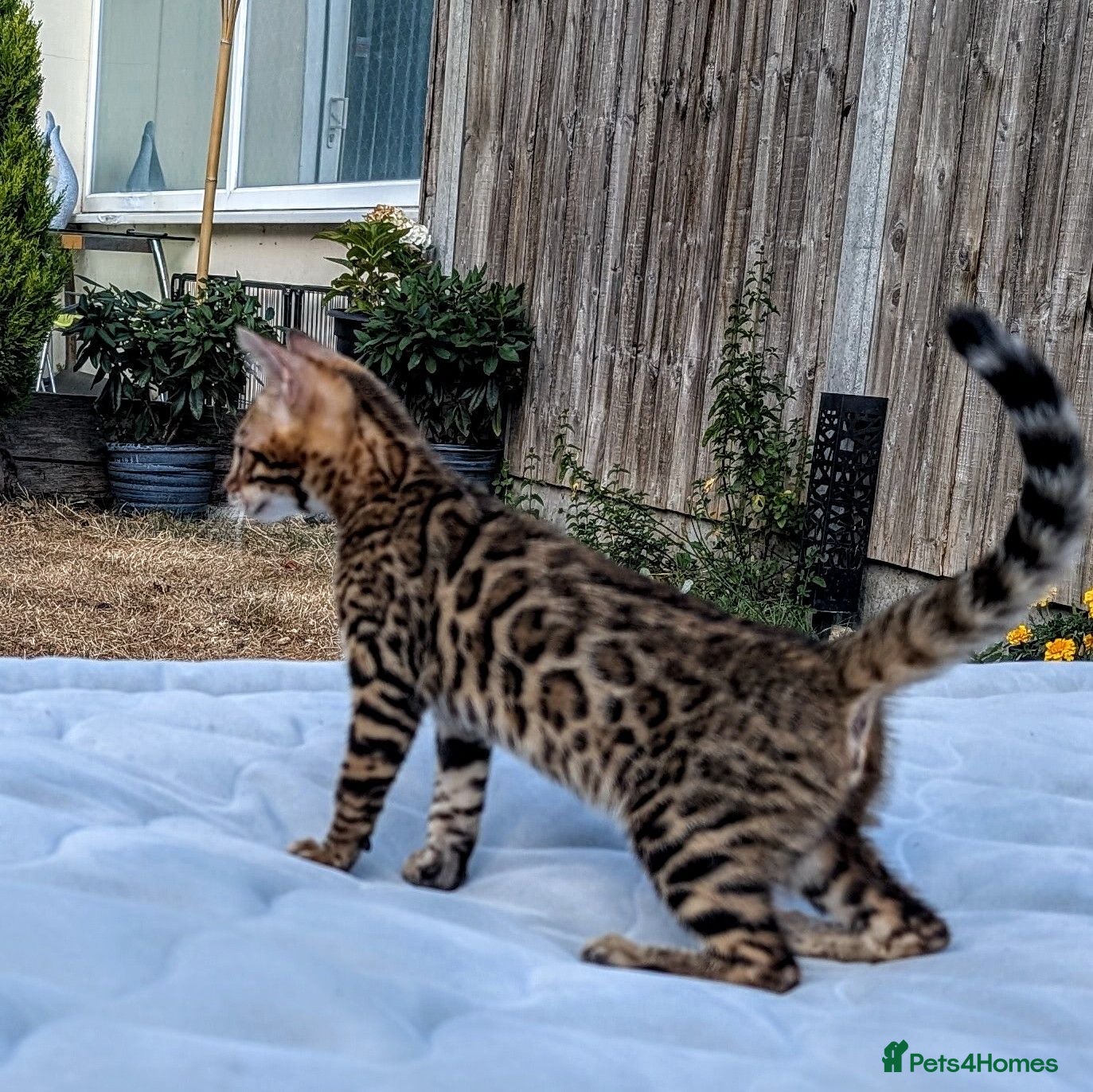 Bengal cats Stunning Bengal Kittens – Ready now - Advert 5