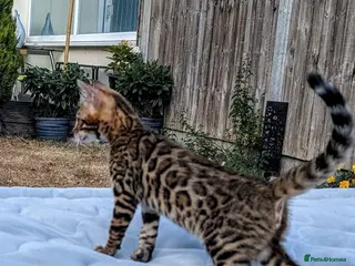 Bengal cats Stunning Bengal Kittens – Ready now - Advert 5