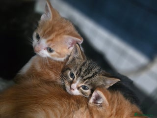 British Shorthair cats - Advert 14