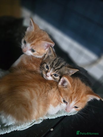 British Shorthair cats - Advert 1