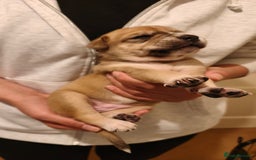 Mixed Breed dogs for sale: German Staffy Litter Available 12/10/25 - Image 12