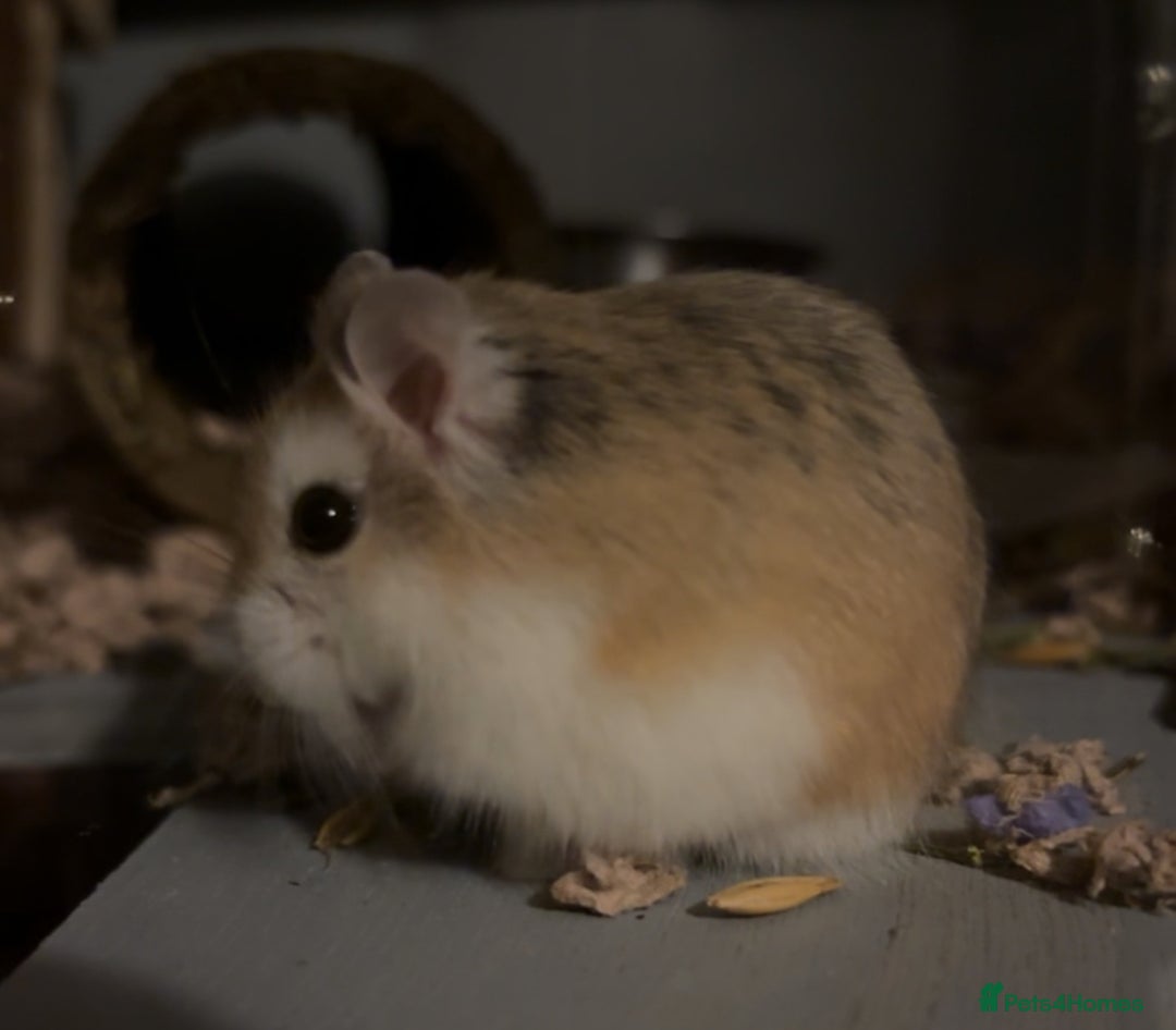 Hamster rodents for sale: Roborski hamster for sale - Advert 1