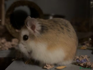 Hamster rodents Roborski hamster for sale - Advert 5
