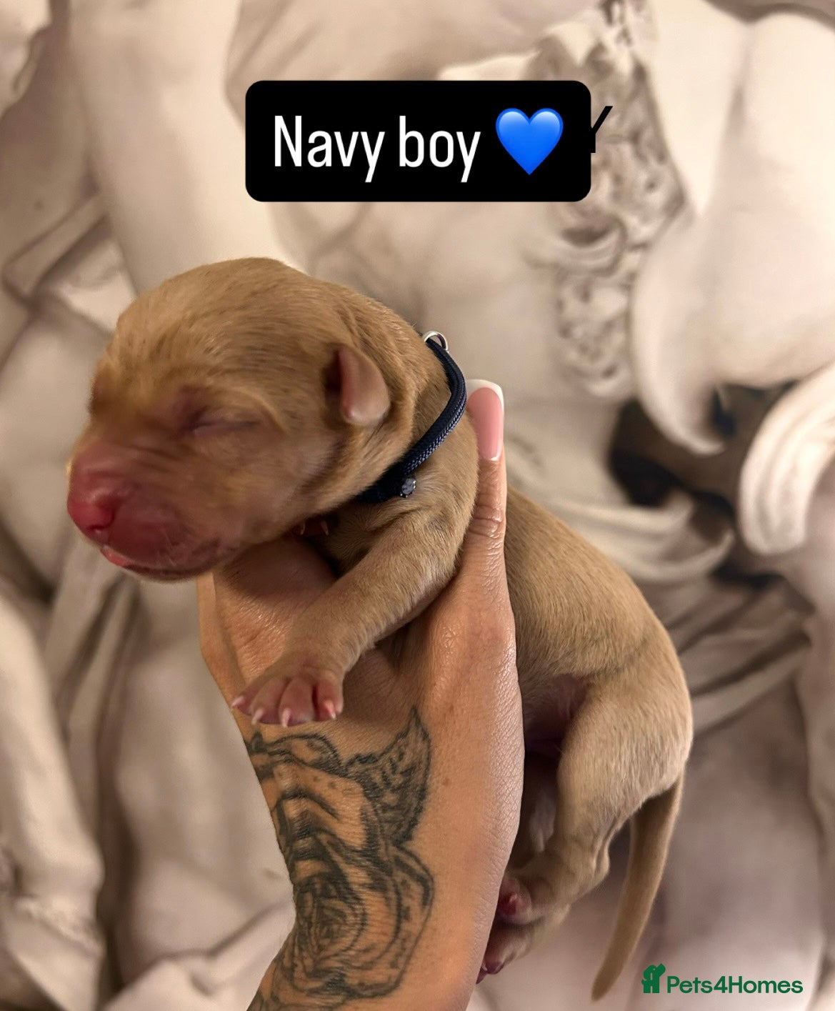 Labrador Retriever dogs for sale: Follow your pups journey from birth ❤️ - Advert 8