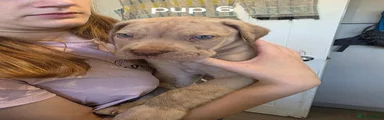Cane Corso 7