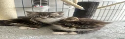 Mixed Breed cats for sale: 3 mixed breed kittens   in Brierley Hill - Advert 6