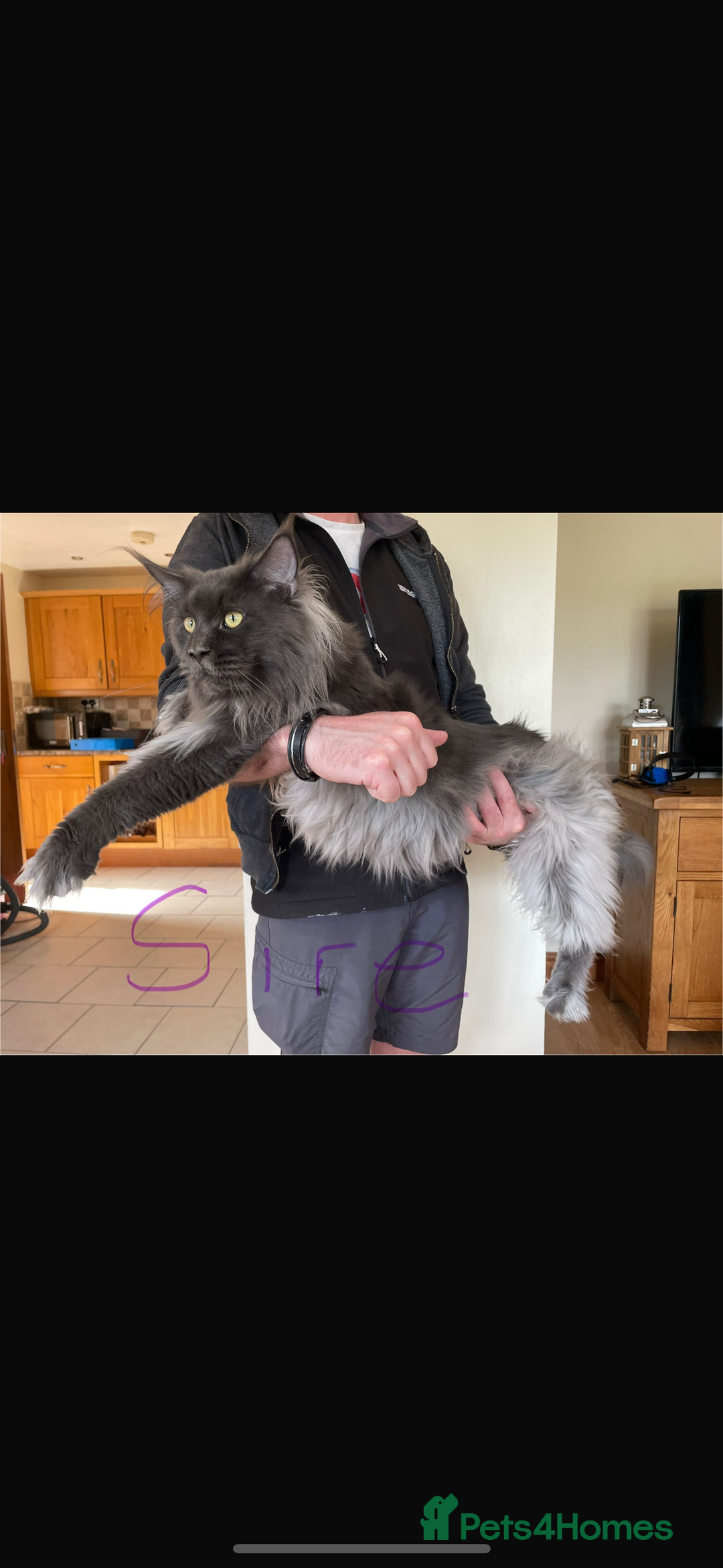 Maine Coon cats for sale: Beautiful Maine coon kittens - Advert 16