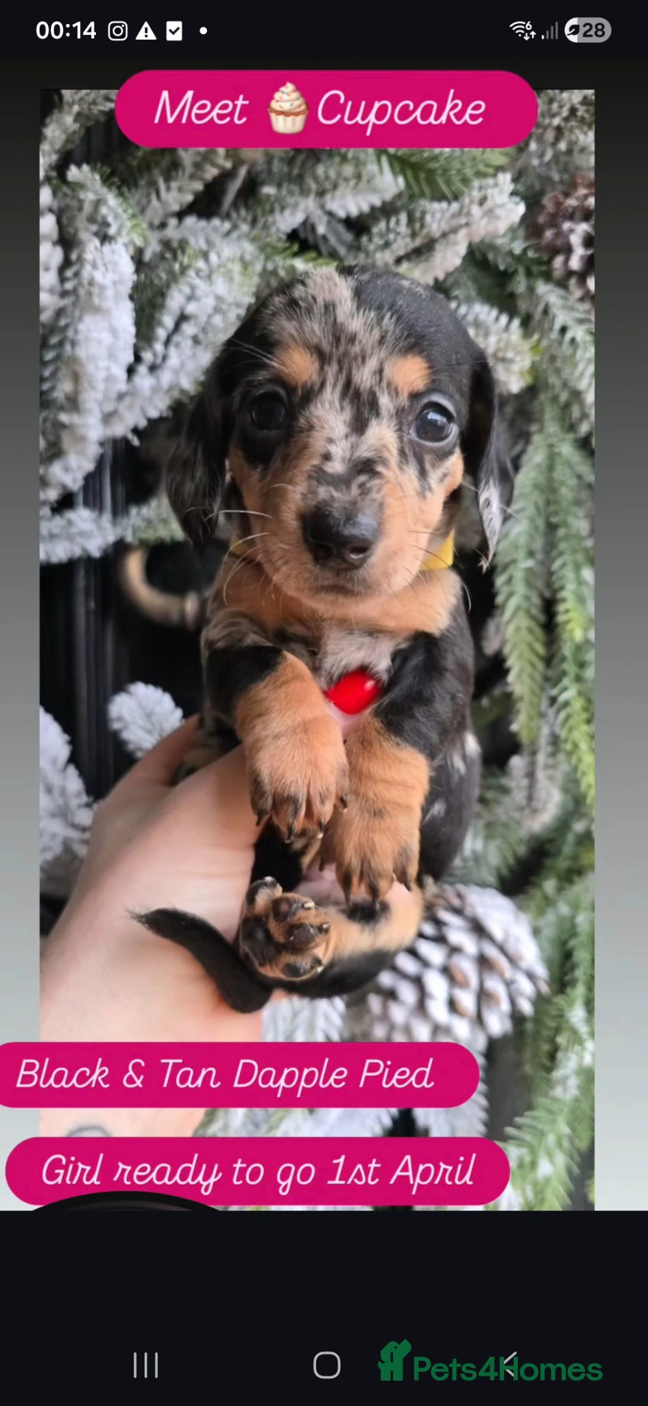Miniature Dachshund dogs 4 FAB LONGHAIR & 4 Shorthair Minature Dashounds - Advert 3