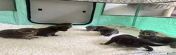 Domestic Shorthair cats for sale: Beautiful Grey blue kittens & grey tabbies x 7 - Advert 4