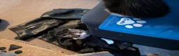 Mixed Breed cats for sale: Kittens - Advert 7