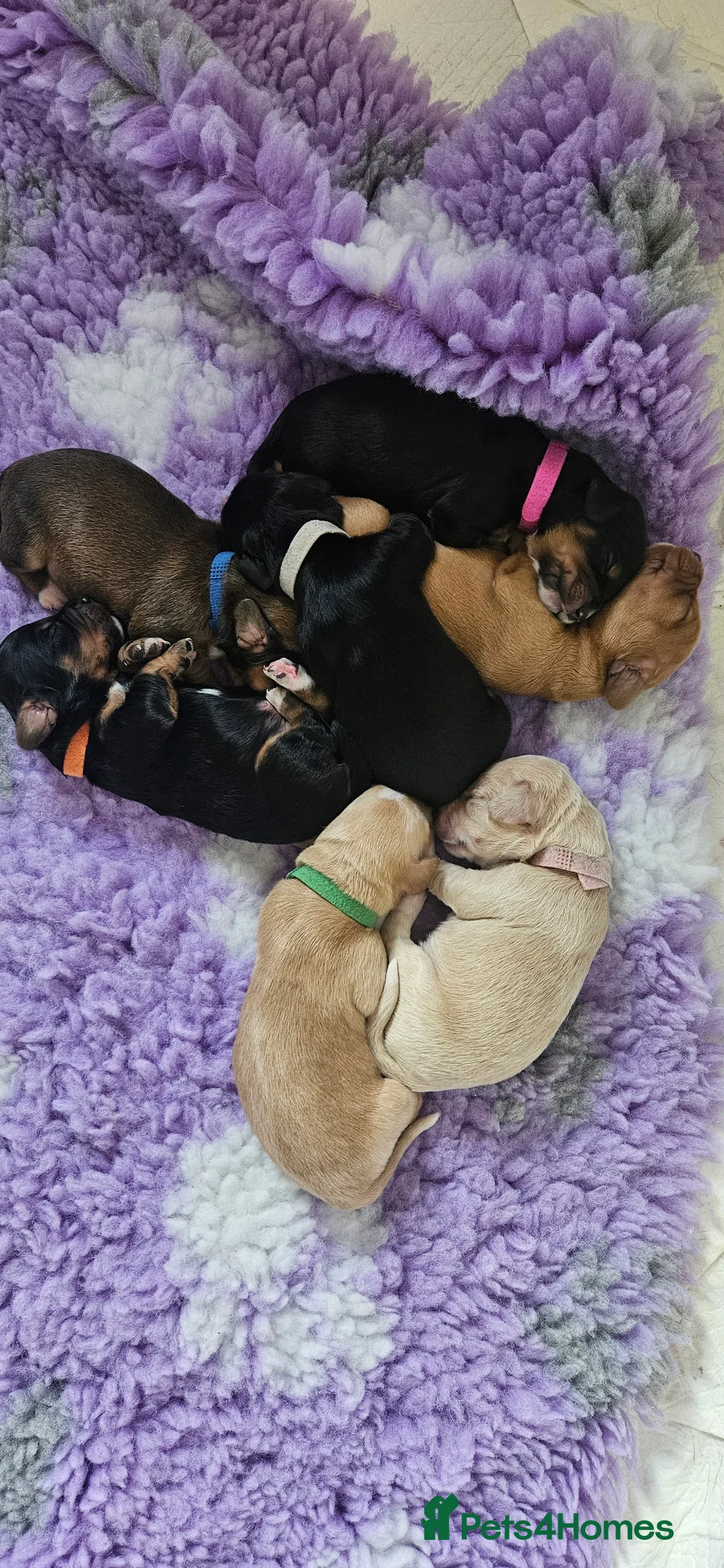 Mixed Breed dogs for sale: Daschund x Cocker Spaniel x Beagle - Advert 15