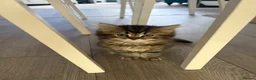 Ragdoll cats for sale: Ragdoll kitten  in London - Advert 29
