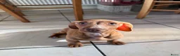 Miniature Dachshund dogs for sale: 🐾 Kc Reg Smooth Haired Miniature Dachshunds 🐾  - Advert 7