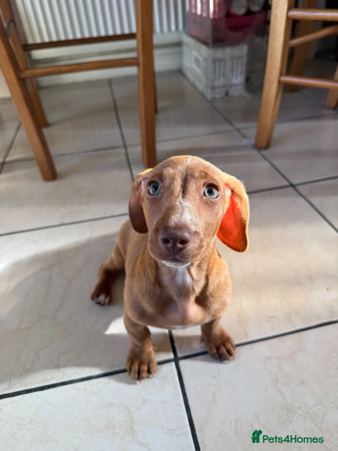 Miniature Dachshund dogs for sale: 🐾 Kc Reg Smooth Haired Miniature Dachshunds 🐾  - Advert 7