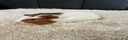Guinea Pig rodents for sale: Stunning baby guinea pigs  - Advert 9