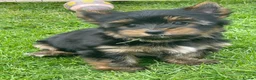Yorkshire Terrier dogs for sale: York Terrier ,Black Tan - Advert 20