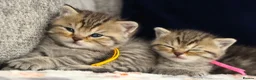 British Shorthair cats for sale: Gorgeous Golden Tabby ✨ British Shorthair Kitten ⭐ - Advert 23