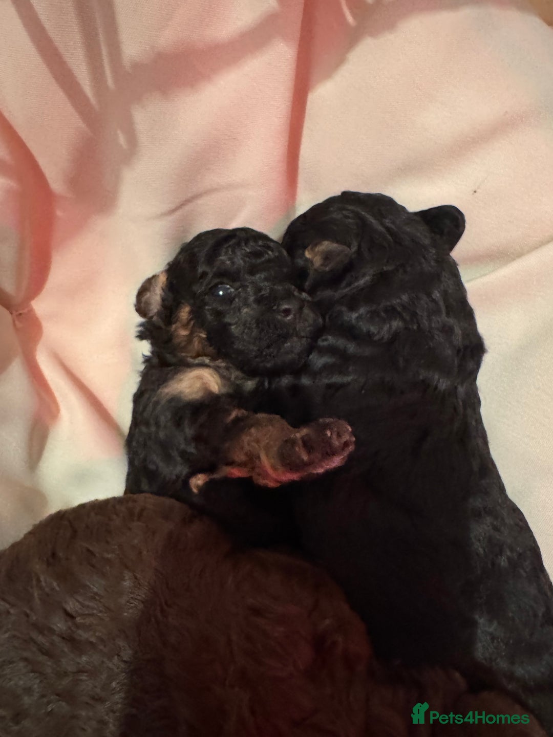Toy Poodle dogs for sale: One Kc phantom toy poodle left- ready now!  - Advert 19