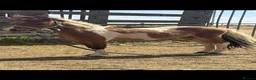 Welsh Section D horses for sale: Shetland x miniature horse colt  - Advert 4