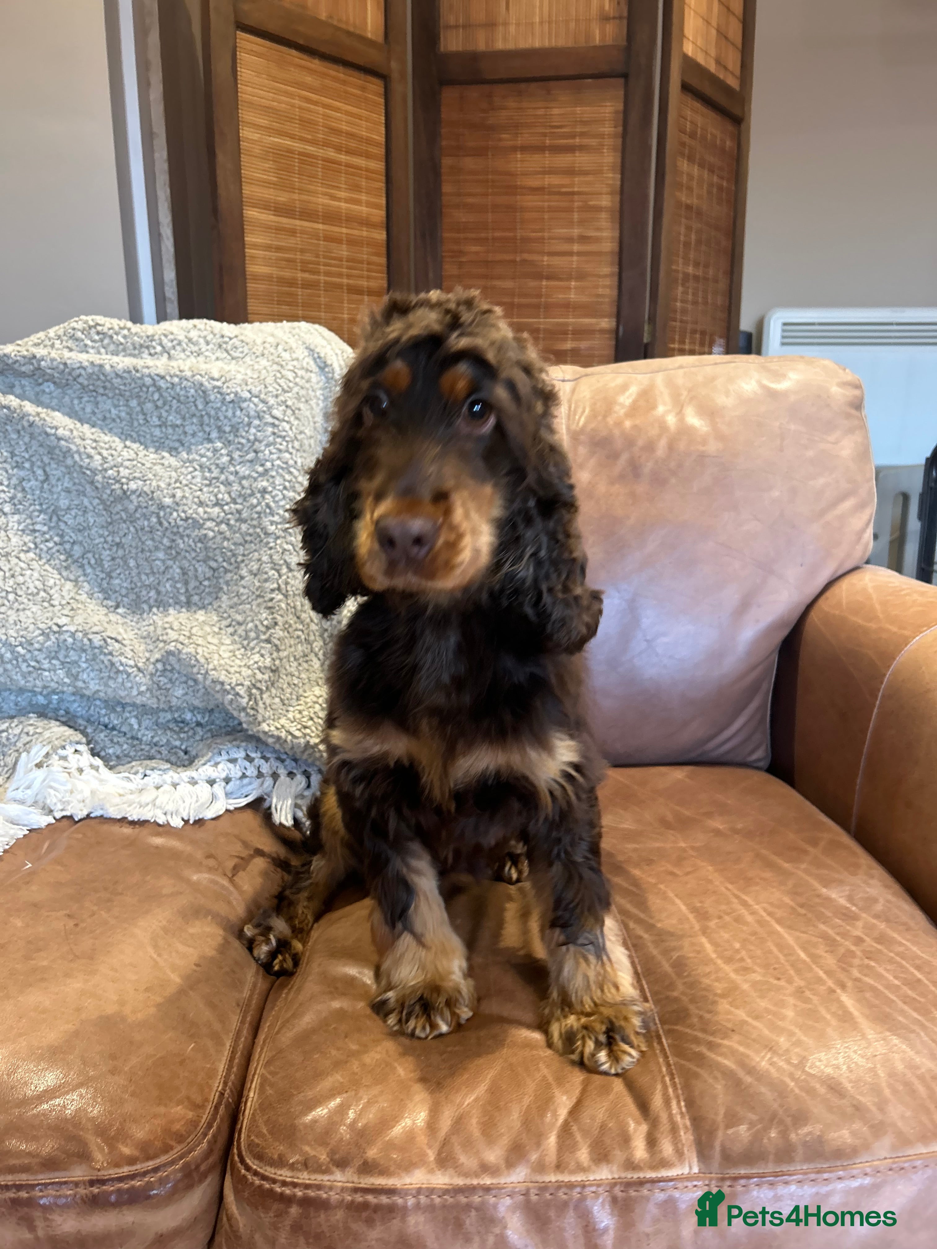 Cocker Spaniel dogs Fully clear DNA show cocker spaniel  - Advert 1