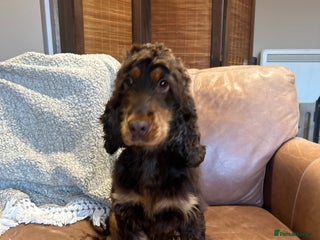 Cocker Spaniel dogs Fully clear DNA show cocker spaniel - Advert 1