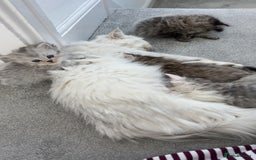 Mixed Breed cats for sale: Half Persian chinchilla and Taby mixed breed - Image 10