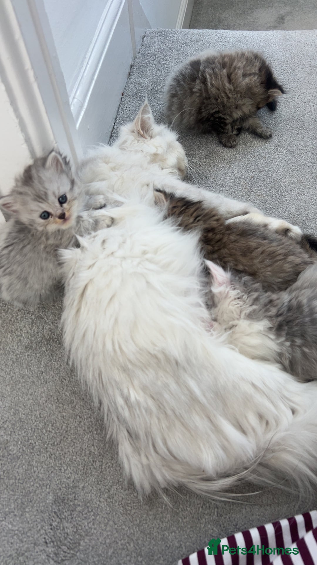 Mixed Breed cats for sale: Half Persian chinchilla and Taby mixed breed - Image 10