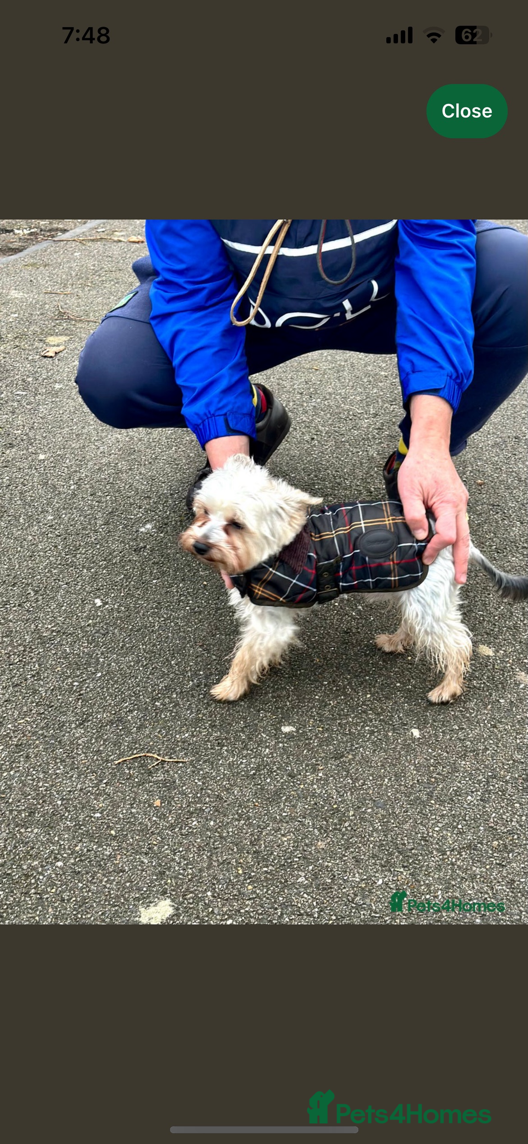 Yorkshire Terrier dogs for sale: Yorkshire terrier puppy’s 🐶  - Advert 20