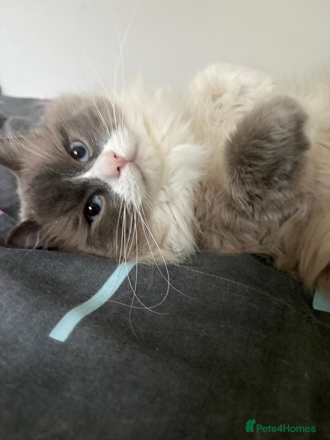 Ragdoll cats for sale: 💙 Stunning 2-Year-Old GCCF Registered Ragdoll Boy - Advert 2