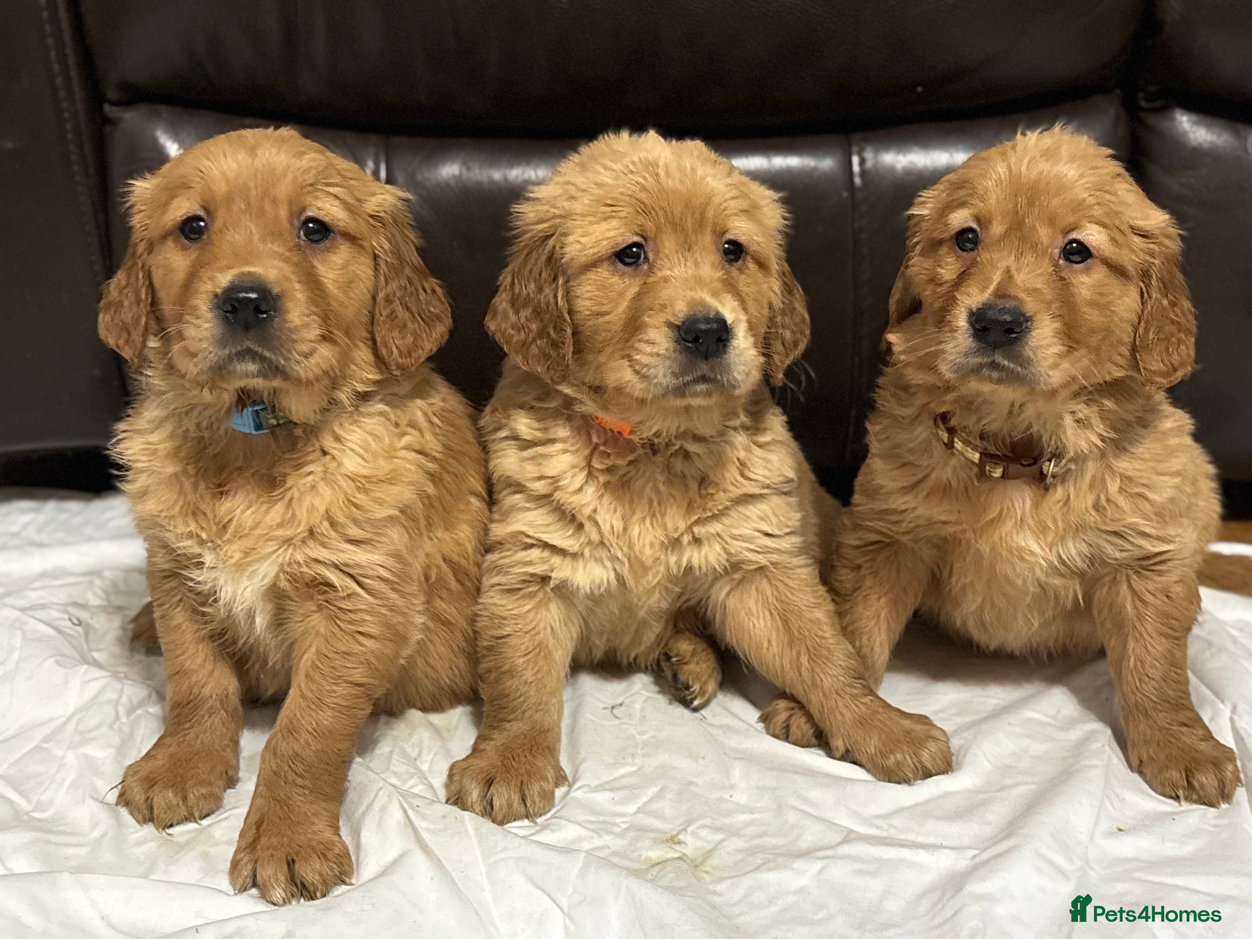 Golden Retriever dogs KC DNA-clear chunky golden retriever puppies BOYS - Advert 2