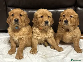 Golden Retriever dogs KC DNA-clear chunky golden retriever puppies BOYS - Advert 2