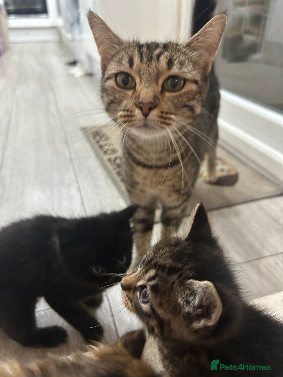 Scottish Fold cats for sale: Adorable Scottish Fold Mix Kittens - Image 17