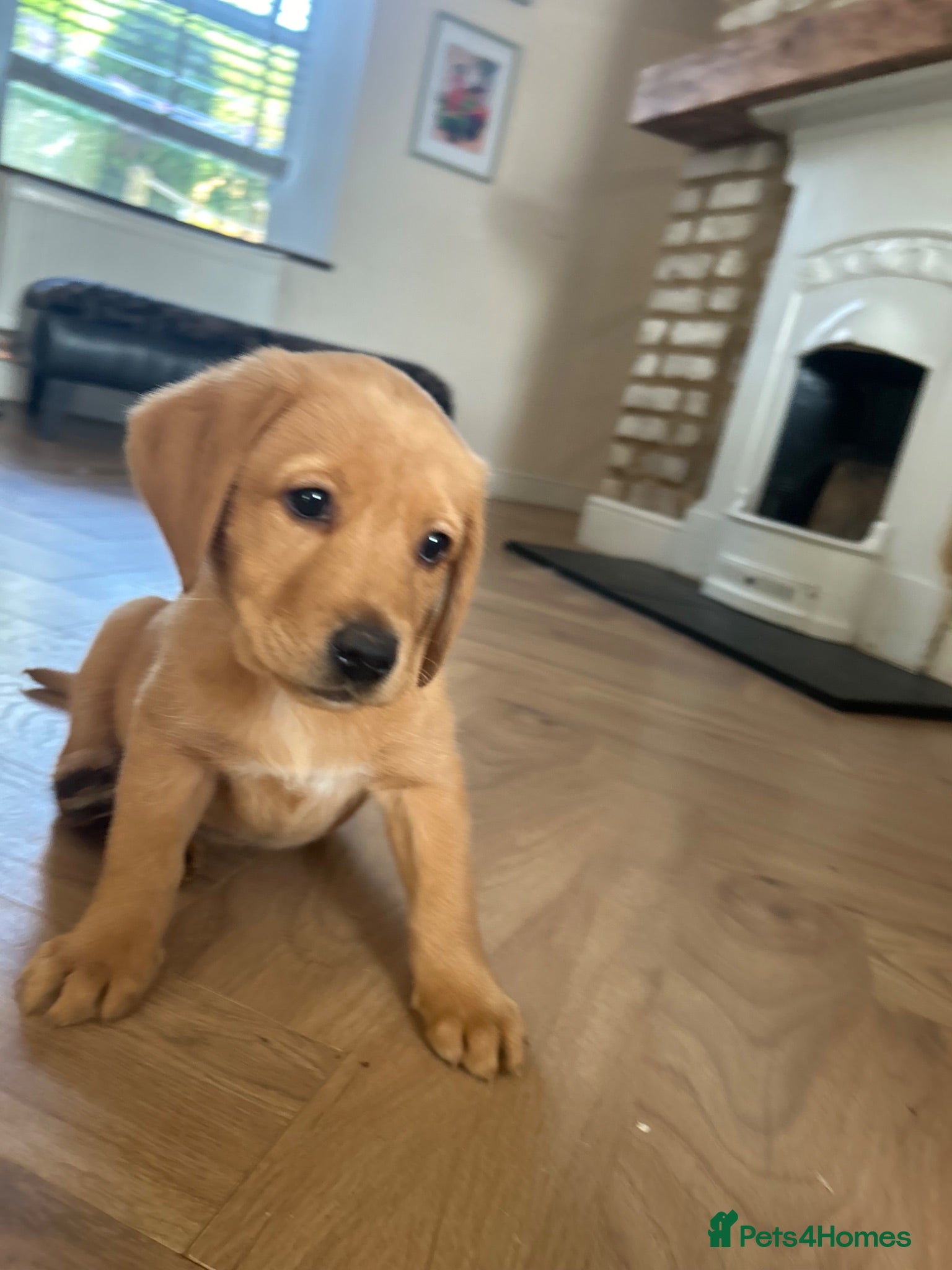 Labrador Retriever dogs READY NOW one gorgeous girl left!  - Advert 11