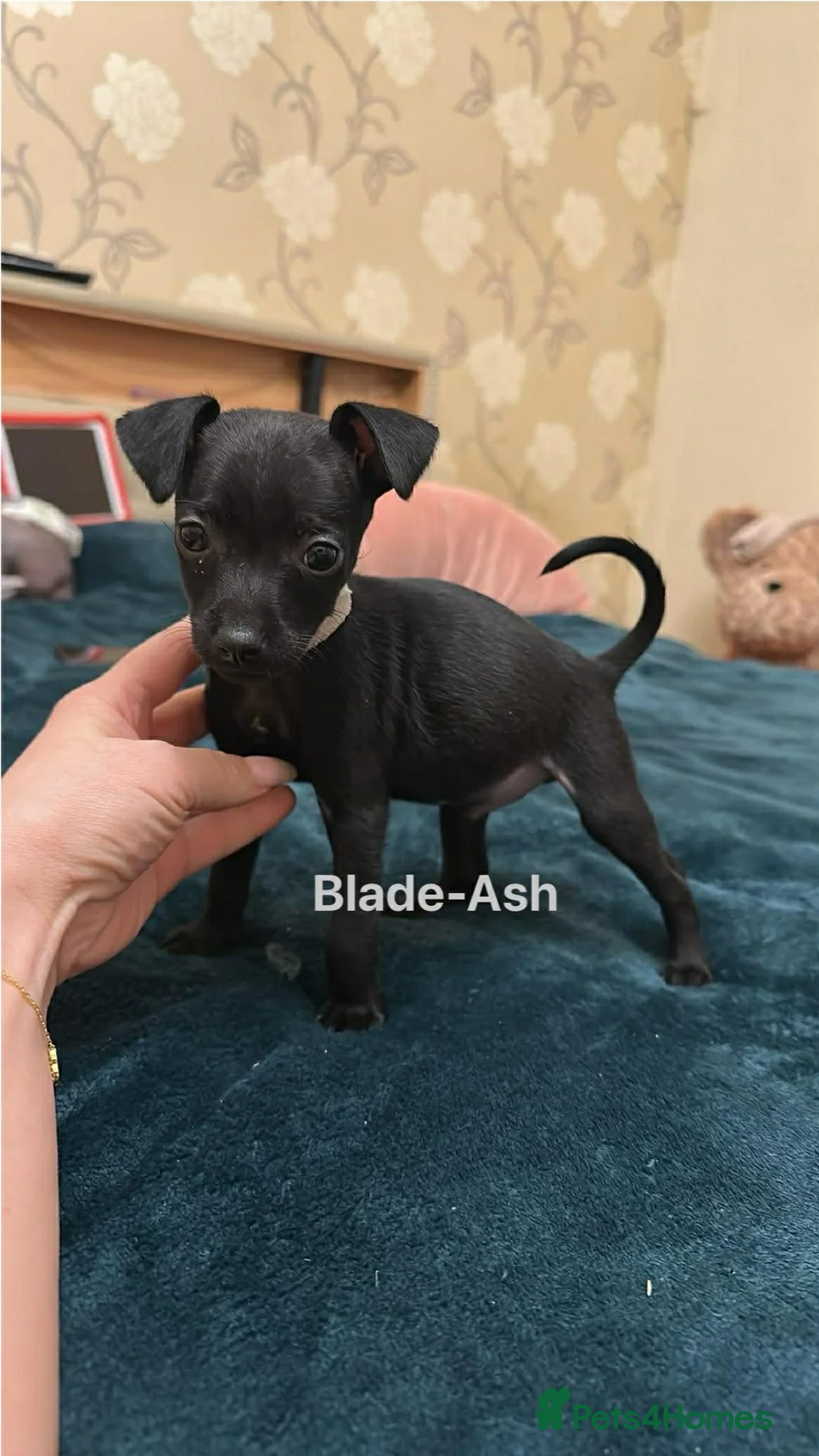 Mexican Hairless dogs for sale: Mexican Xoloitzcuintli coated/hairless mini in Peterhead - Advert 5