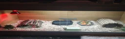 Tortoise reptiles for sale: Horsfield Tortoise Unsexed + Vivarium in Newcastle upon Tyne - Advert 2