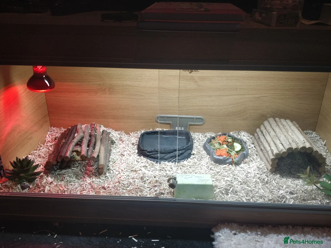 Tortoise reptiles for sale: Horsfield Tortoise Unsexed + Vivarium in Newcastle upon Tyne - Advert 2
