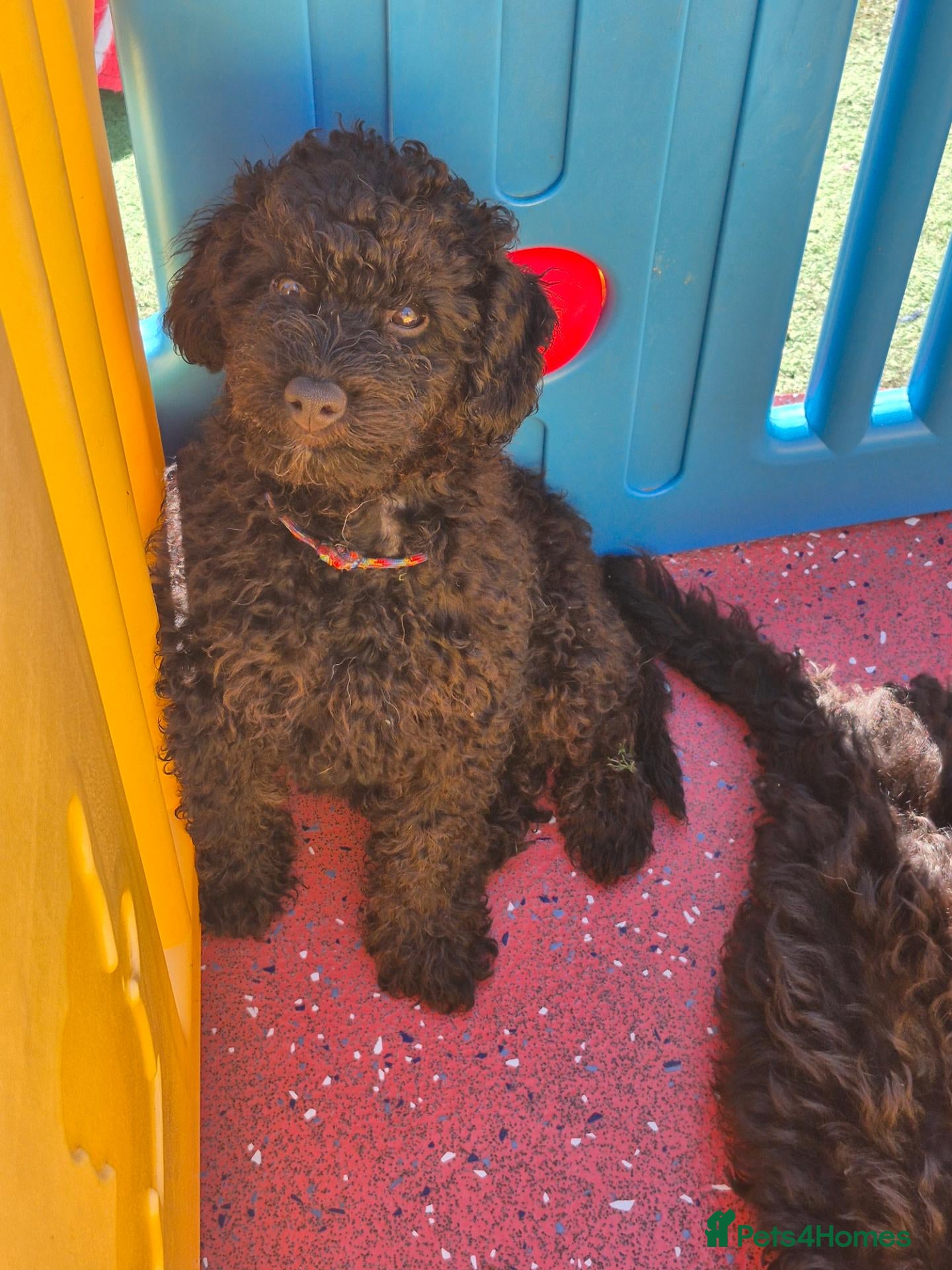 Cavapoo dogs Amazing Miniature cavapoo f1b puppies - Advert 1
