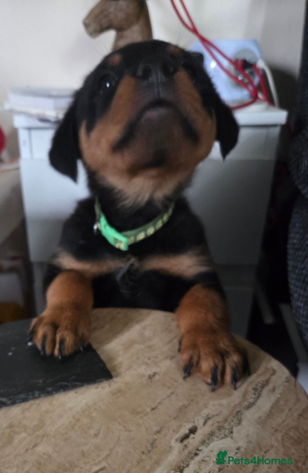 Rottweiler dogs for sale: Indie & dozer puppies  - Advert 7