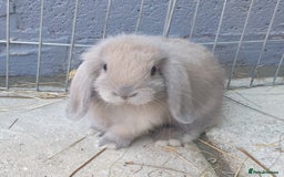 Mini Lop rabbits for sale: Super friendly minilops - Image 3
