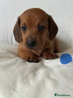 Miniature Dachshund dogs - Advert 9