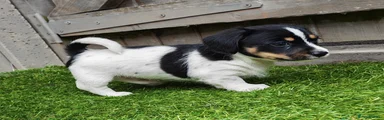 Mixed Breed 1