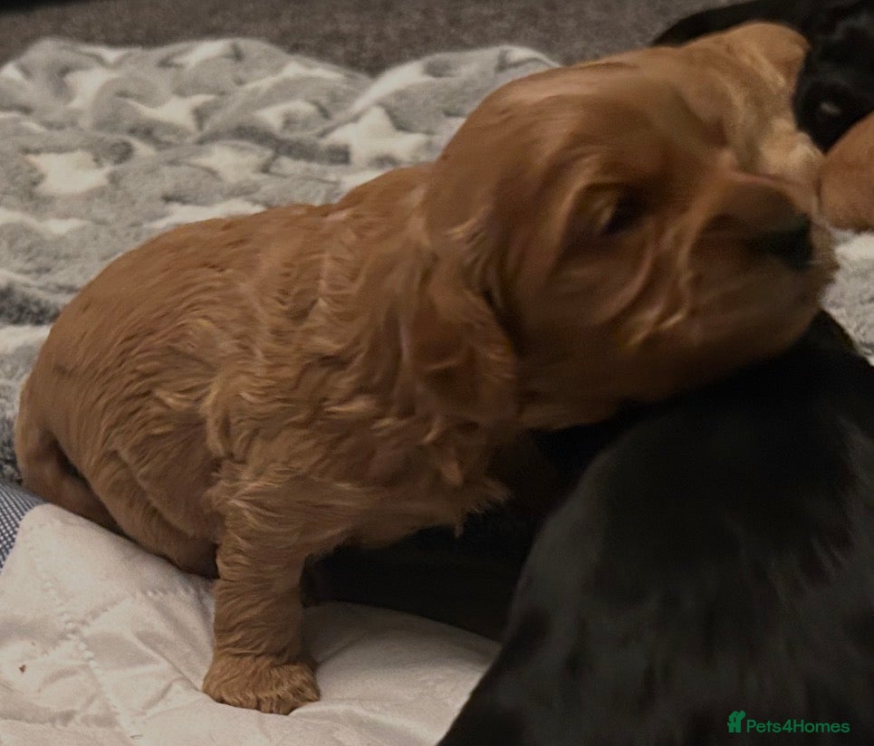 Cockapoo dogs Beautiful litter of cockapoos from family pets.  - Advert 7