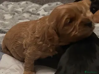 Cockapoo dogs Beautiful litter of cockapoos from family pets. - Advert 7