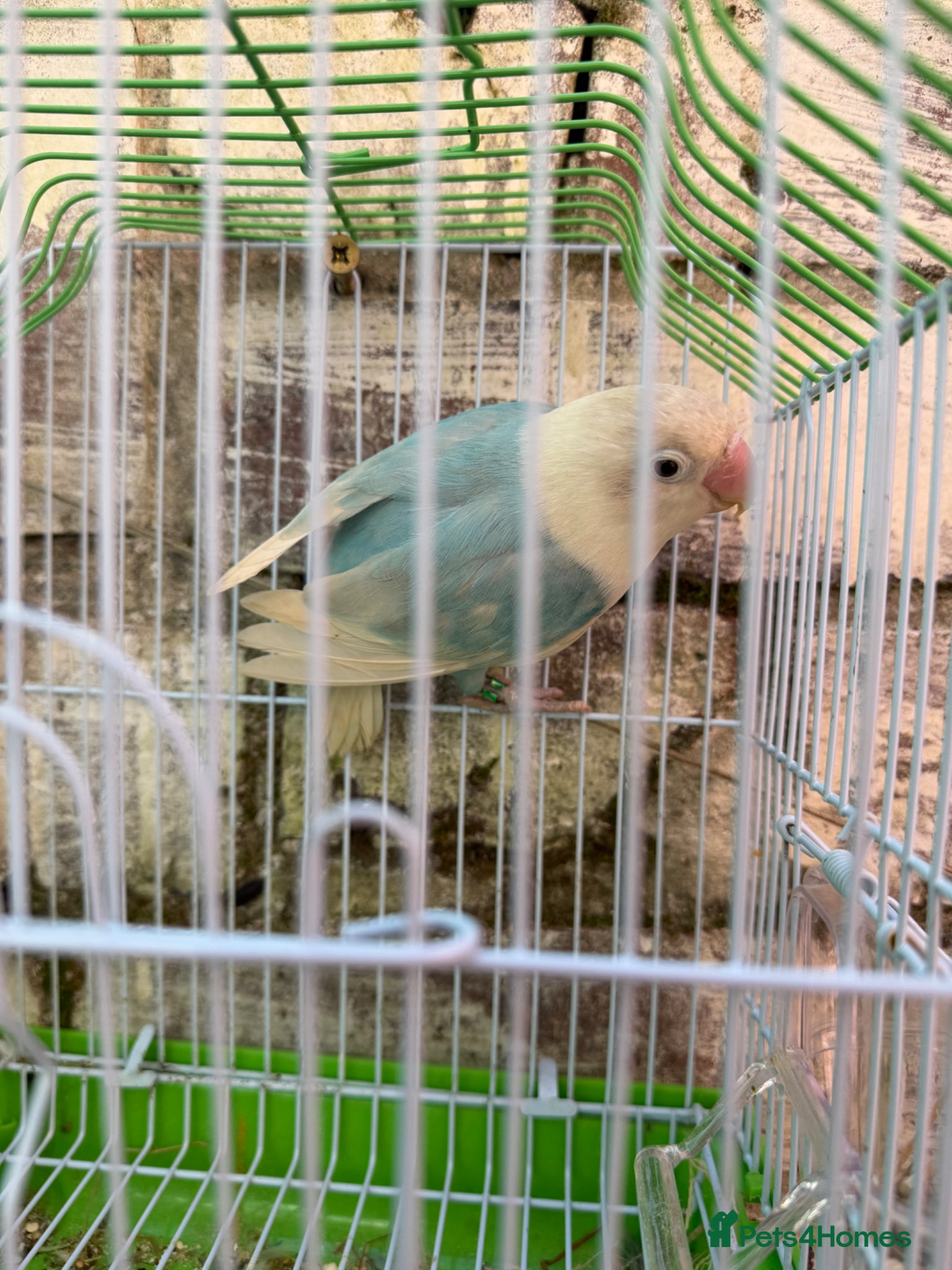 Lovebirds birds Lovebirds female - Advert 5