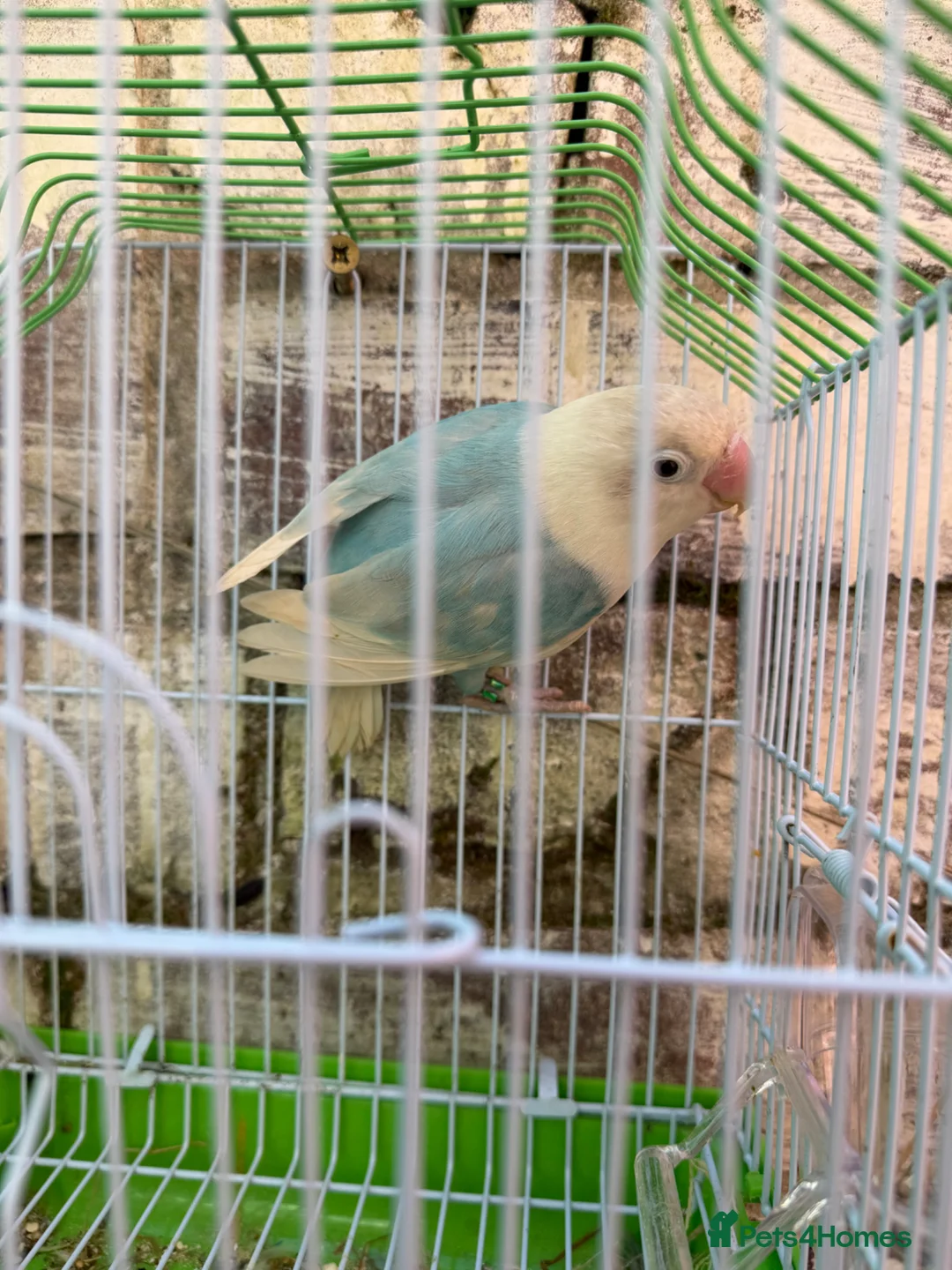 Lovebirds birds for sale: Lovebirds female - Advert 1