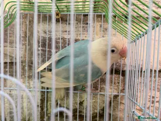 Lovebirds birds Lovebirds female - Advert 5