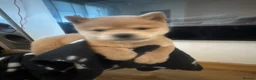 Chow Chow dogs for sale: READY now 🩷🩷💙🩷🩷 - Advert 16