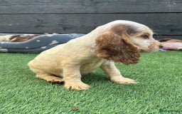Cocker Spaniel dogs for sale: ❤️Gorgeous, Happy, Healthy, Spaniel babies 💙 - Image 11