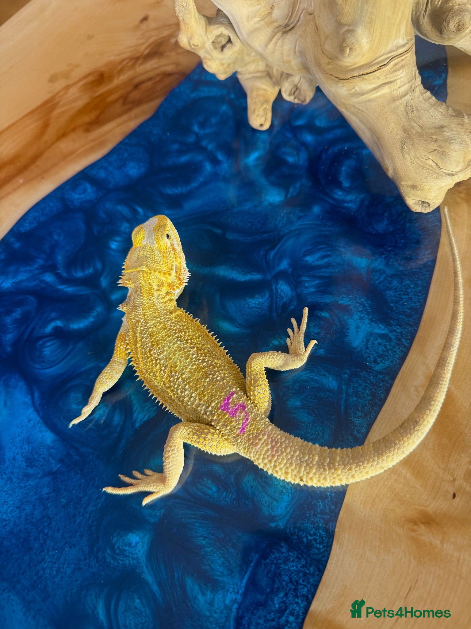 Bearded Dragon reptiles Super Citrus YELLOW US Bloodline  - Advert 2